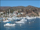 Catalina Island Boats in Harbor